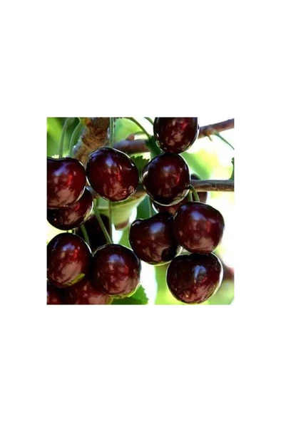 Napolyon Kiraz Fidanı 30-60 cm ürün görseli