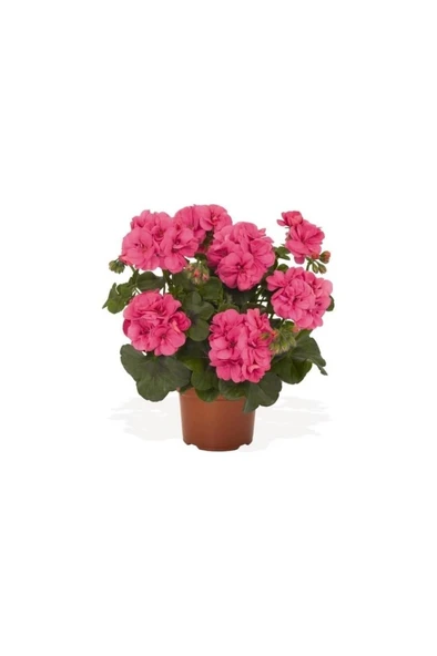 Sardunya Çiçeği Fidanı Pembe 10-20 Cm ürün görseli