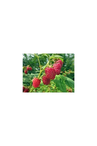 Frambuaz ( Ahududu) Fidanı Fidesi 30-60 cm - 1