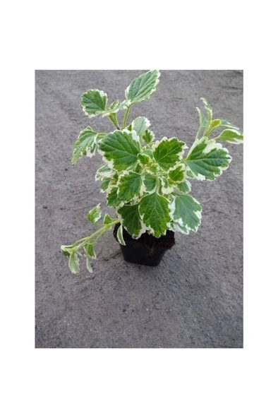 Saksılı Yoğun Kokulu Benjamin (PLECTRANTHUS FORSTERİ) 10-20 cm ürün görseli