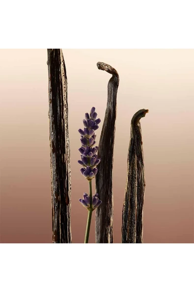 Burberry Goddess Edp 100ml - Resim 5