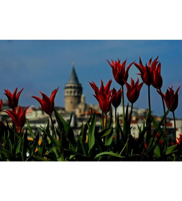 Lalelerin Ardında Galata Kanvas Tablo - 5