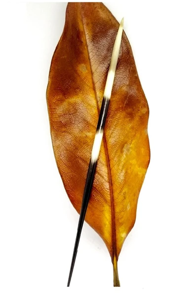 Kirpi Dikeni-kirpi Oku- Büyük Boy (21-26 CM)-rölyef Sanatına Uygun ürün görseli