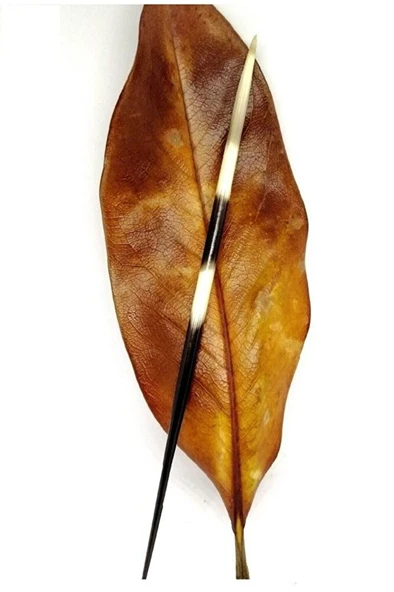 Kirpi Dikeni-kirpi Oku-orta Boy (15-19.99CM ARASI) 1 Adet-rölyef Sanatına Uygun ürün görseli