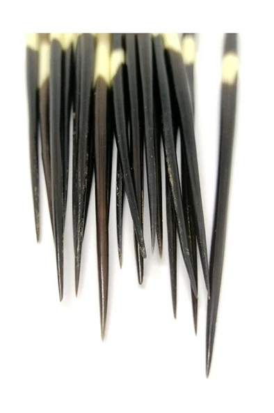 Kirpi Dikeni-kirpi Oku-orta Boy (15-19.99CM ARASI) 1 Adet-rölyef Sanatına Uygun - Resim 3