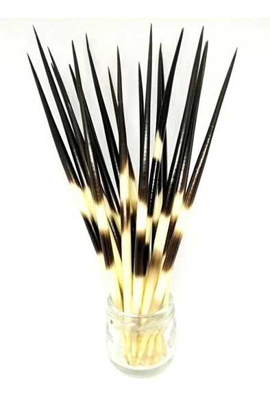 Kirpi Dikeni-kirpi Oku-orta Boy (15-19.99CM ARASI) 1 Adet-rölyef Sanatına Uygun - Resim 4