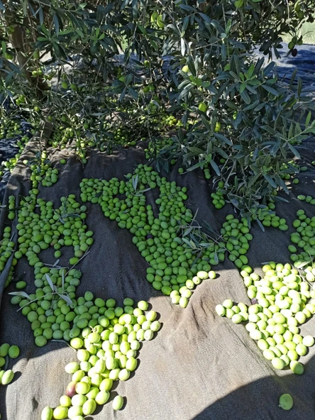 Taş Kırma Yeşil Zeytin 3000 gr - 3