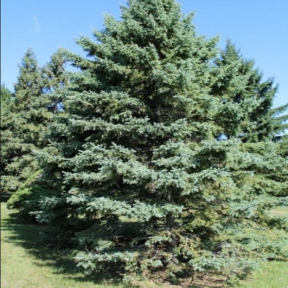 Picea Glauca Beyaz Ladin Tohumu (10 Tohum) - 5