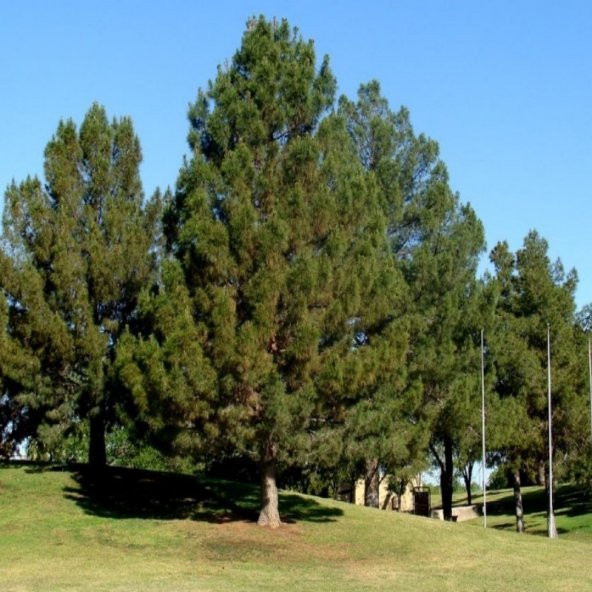 Pinus Elderica İran Çamı Tohumu (10 Tohum) - 7