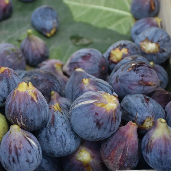 Tüplü Erkenci Kendine Verimli Tarsus Karası Siyah İncir Fidanı ürün görseli