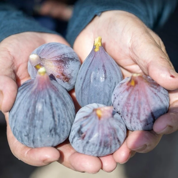 Tüplü Erkenci Kendine Verimli Tarsus Karası Siyah İncir Fidanı - Resim 2