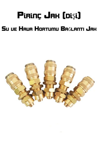 Pirinç Jak (Dişi) - 2