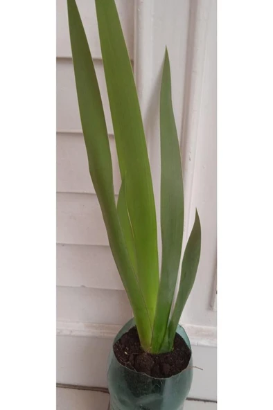 Koyu Mavi Süsen İris Zambak Çiçeği 10-20 cm - Resim 2