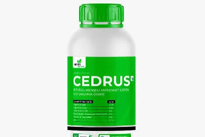 CEDRUS AMİNOASİT 1 LT - 1