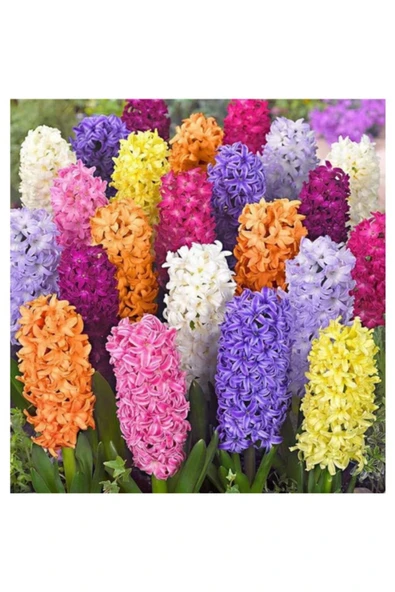 Vipfoni 5 Adet Sümbül Soğanı Karışık Renk ürün görseli