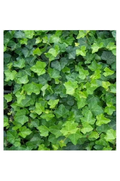 Vipfoni Orman Sarmaşığı Tohumu - Resim 3