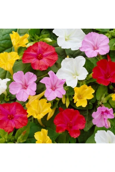 Vipfoni Karışık Renk Akşam Sefası Çiçeği Toğumu - Resim 2