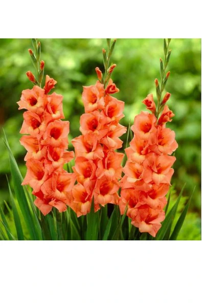 Vipfoni Turuncu Renk Glayöl Soğanı 5 Adet ürün görseli