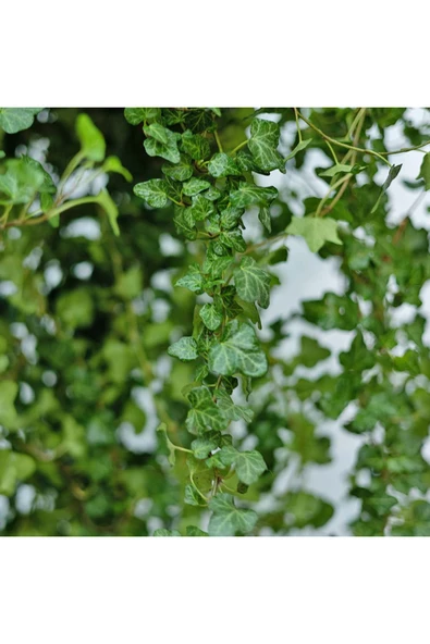 Vipfoni Orman Sarmaşığı Tohumu - Resim 2