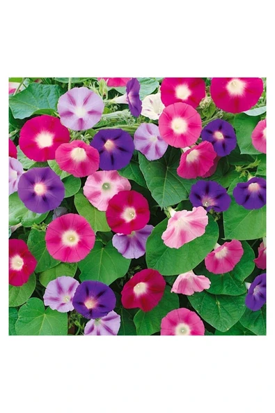 Vipfoni Karışık Renk Gündüz Sefası Çiçeği Toğumu ürün görseli