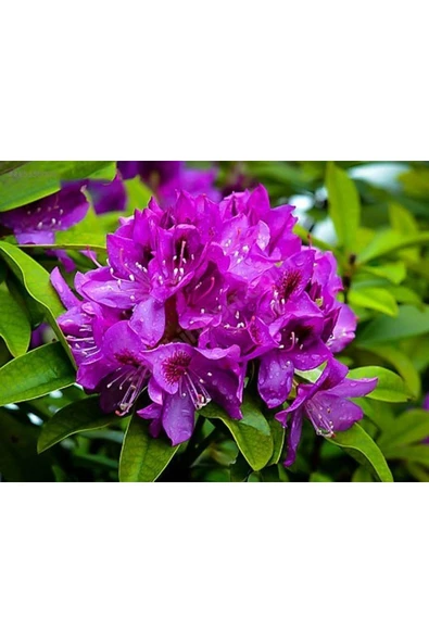 Vipfoni Orman Gülü Tohumu ürün görseli