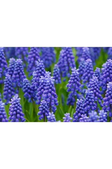 Vipfoni Muscari Armeniacum Üzüm Sümbülü Soğanı - 10 Adet - 4
