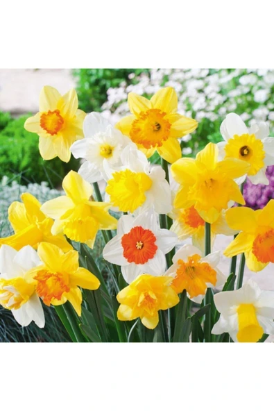 Vipfoni Karışık Renk Fulya Çiçeği Soğanı 5 Adet ürün görseli