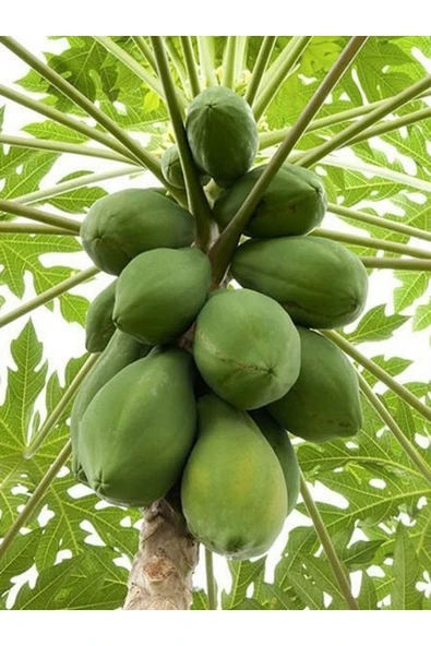 Vipfoni Papaya (ağaç Kavunu) Tohumu - Resim 2