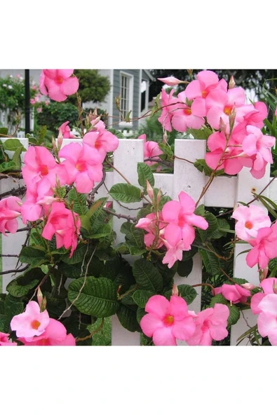 Vipfoni Mandavilla Çiçeği Tohumu - Resim 2