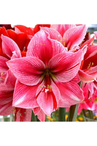 Vipfoni Amaryllis Soğanı - Güzel Hatun Çiçeği Soğanı - 2 Adet - 3