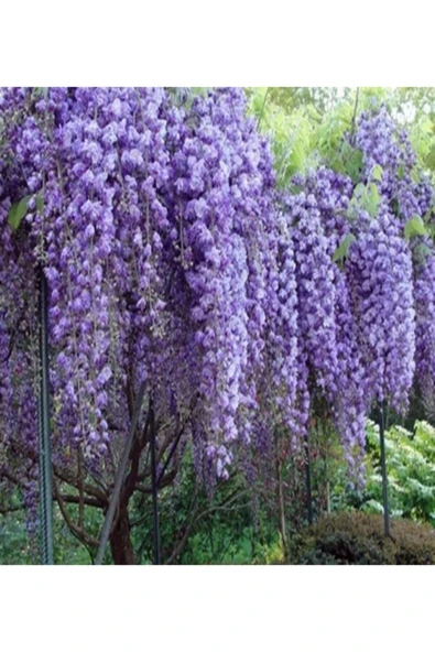 Vipfoni Romantik Doğa Harikası Çin Mor Salkım Tohumu 3lü Paket ürün görseli