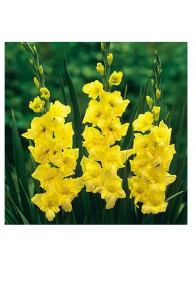 Vipfoni Beyaz Glayöl Soğanı 5 Adet ürün görseli