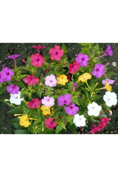 Vipfoni Karışık Renk Akşam Sefası Çiçeği Toğumu ürün görseli