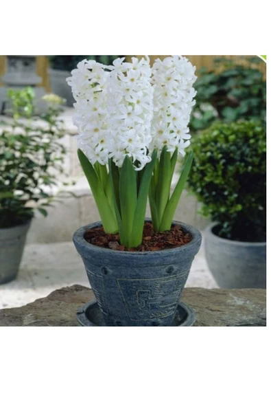 Vipfoni Beyaz Sümbül Soğanı 5 Adet ürün görseli