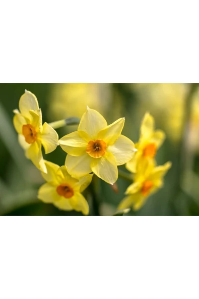 Vipfoni Karışık Renk Fulya Çiçeği Soğanı 5 Adet - Resim 2