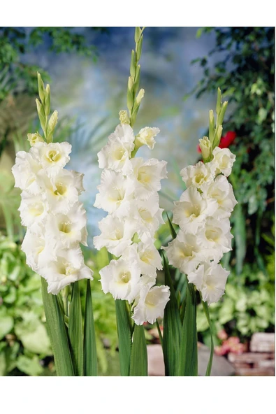 Vipfoni Beyaz Glayöl Soğanı 5 Adet ürün görseli