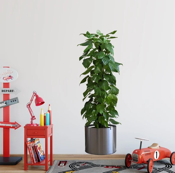 Nessiworld Saksılı Bitki Tasarımlı Yapışkanlı Sticker Resim 90*30 cm MC-665 ürün görseli