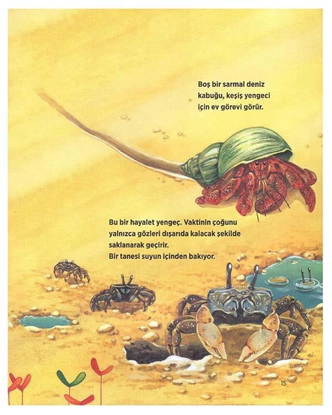 Okyanustaki Dostlarımız Erdem Yayınları - Resim 3