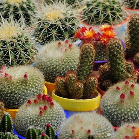 Karışık Kaktüs Bitkileri Çiçeği Tohumu (90000 tohum) - 3