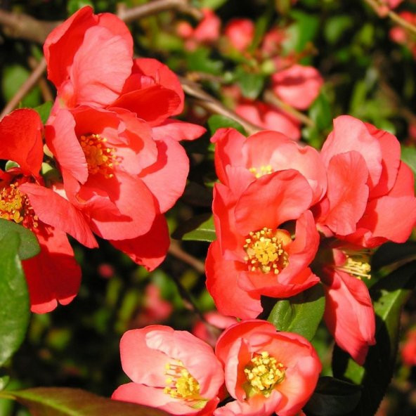 Tüplü Japanese Quince Japon Ayvası Fidanı