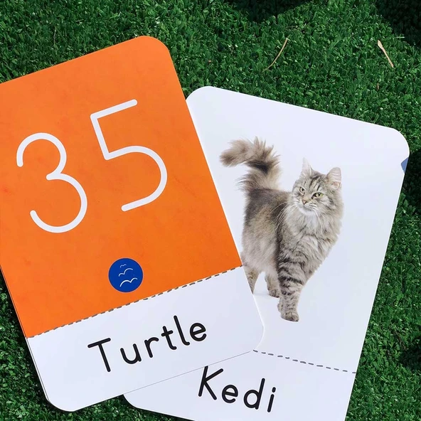 HAYVAN FLAŞ KARTLARI (60 Çeşit) - Resim 4