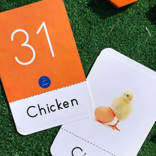 HAYVAN FLAŞ KARTLARI (60 Çeşit) - Resim 3