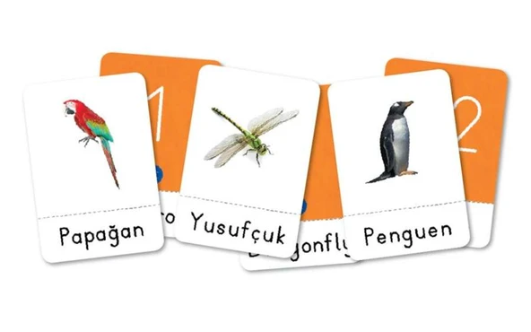 HAYVAN FLAŞ KARTLARI (60 Çeşit) - Resim 5