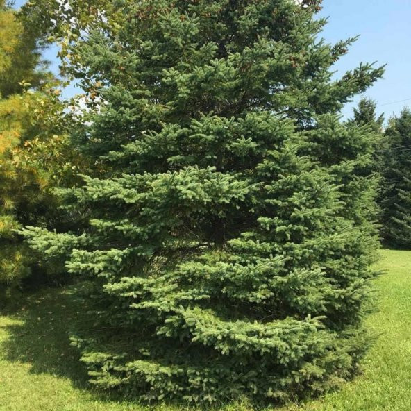 White Spruce Beyaz Ladin Tohumu (10 Adet)