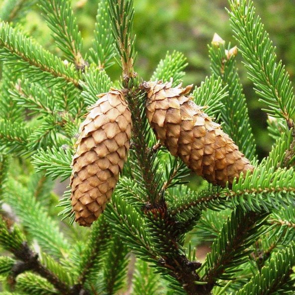 Çin Ladini Tohumu Picea Likiangensis (10 Adet)