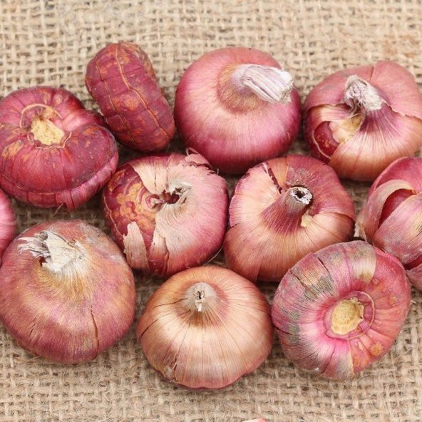 Gladiolus Mixed Swan Karışık Glayör Çiçeği Yumrusu Soğanı (4 adet) - 2