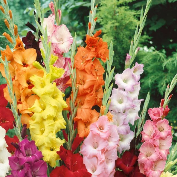 Gladiolus Mixed Swan Karışık Glayör Çiçeği Yumrusu Soğanı (4 adet) - 3
