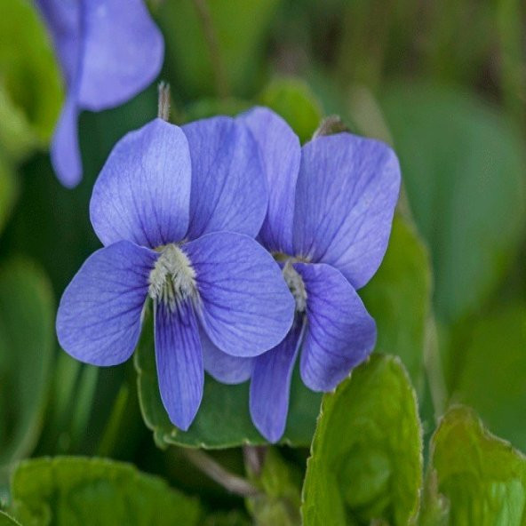 Blue Cornuta Violet Menekşe Çiçeği Tohumu (100 Tohum)