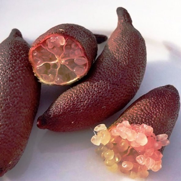 Tüplü Havyar Limon Red  White Champagne Finger Lime Fidanı
