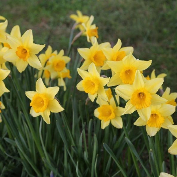 Love Day Katmerli Nergis Soğanı (5 adet) - 3